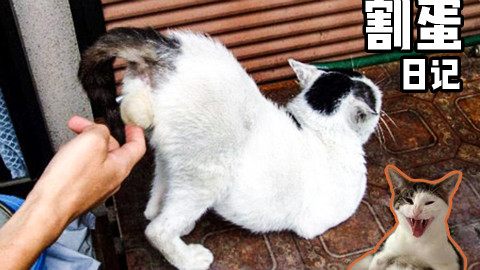 【养猫少女】猫咪被绝育,女主人悲痛欲绝全程记录,竟然做成搞笑记录片!?